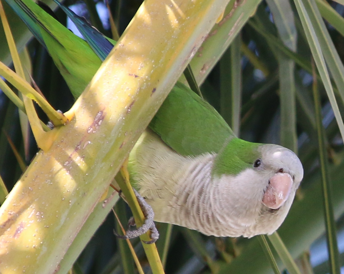 Wilde Papageien auf den Kanaren